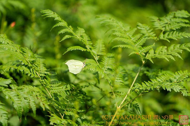 ../Images/7R240810 (69).jpg